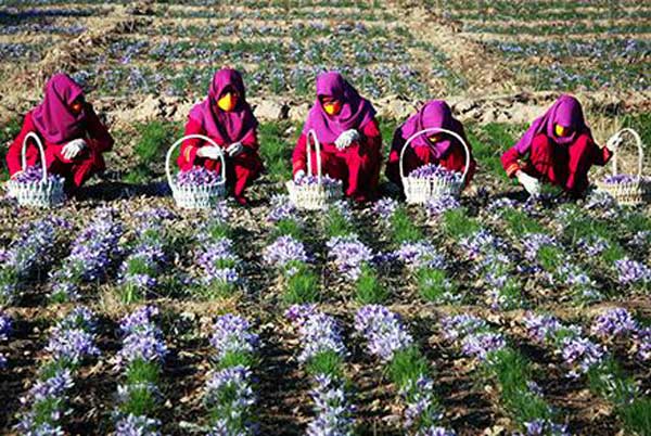 Iranian saffron exporter