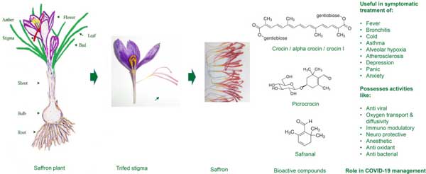 saffron benefits