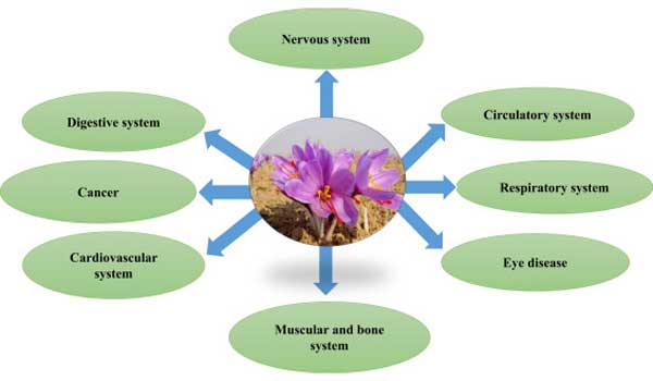 saffron benefits